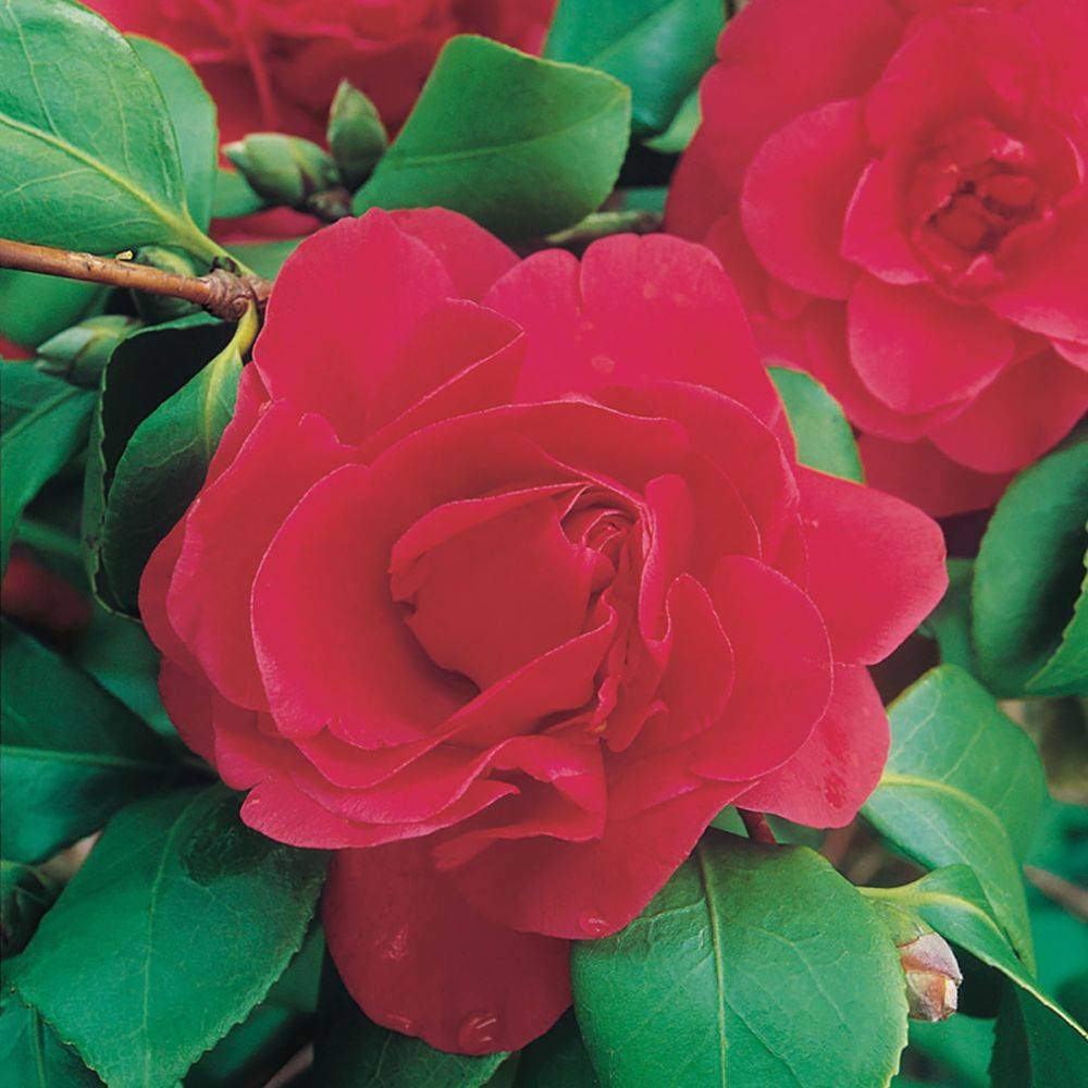 Photographie Numérique 'Camelia' - Nu Artistique - 15x20 Cm - 2024 - Tirage Neuf