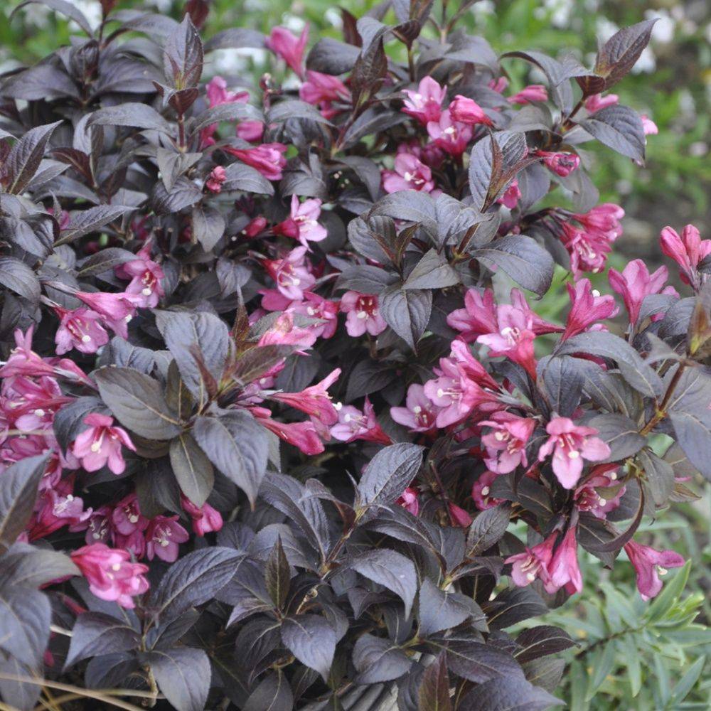Weigelia candida 'Minor black'