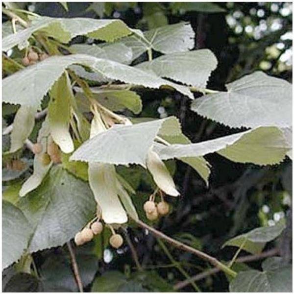 Tilleul argenté 'Brabant'