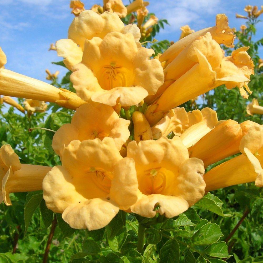 Bignone 'Yellow trumpet' - Image 2
