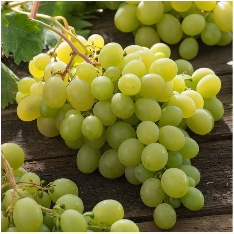 Vigne 'Italia' - Image 4