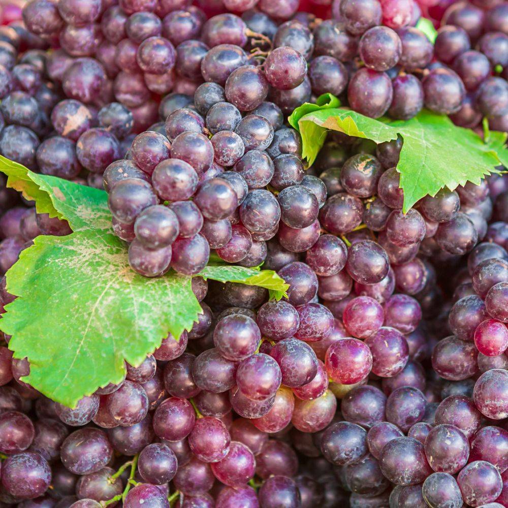 Vigne 'Cardinal'