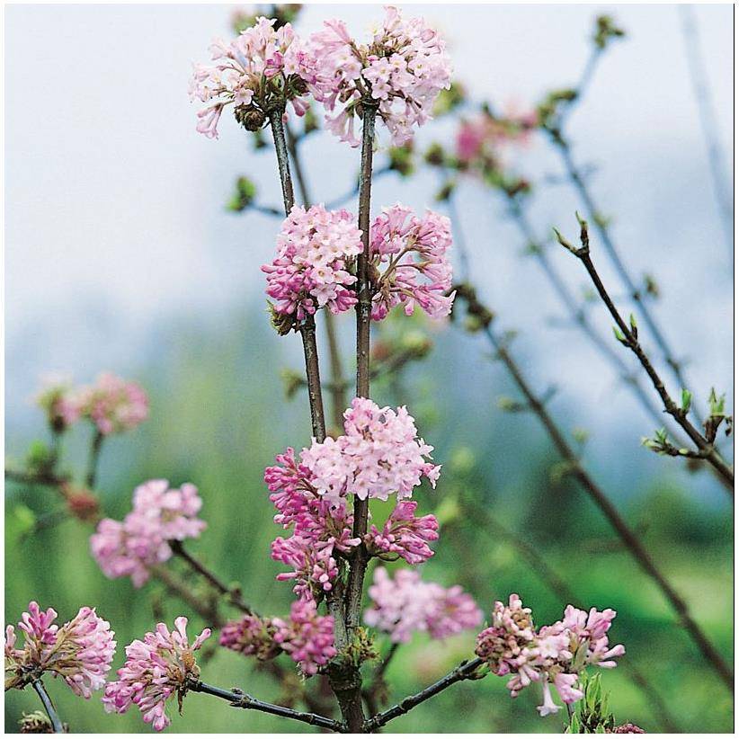 Viorne ou Viburnum x bodnantense 'Dawn' - Image 1