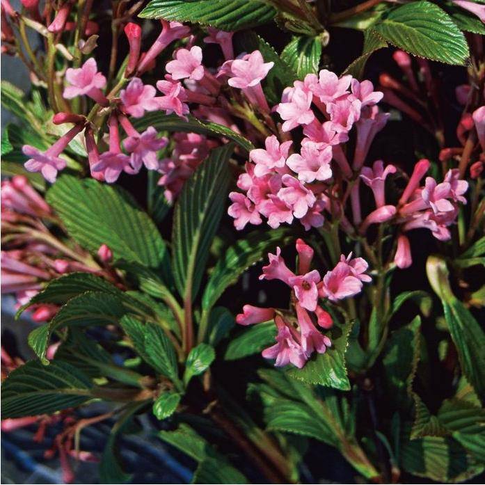 Viorne ou Viburnum x bodnantense 'Dawn' - Image 2
