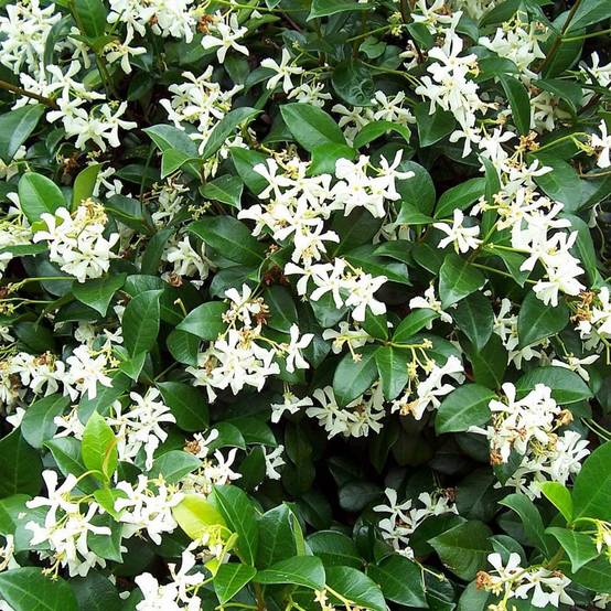 Jasmin étoilé - Trachelospermum - Image 4