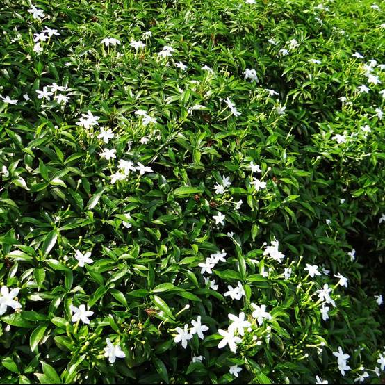 Jasmin étoilé - Trachelospermum - Image 6