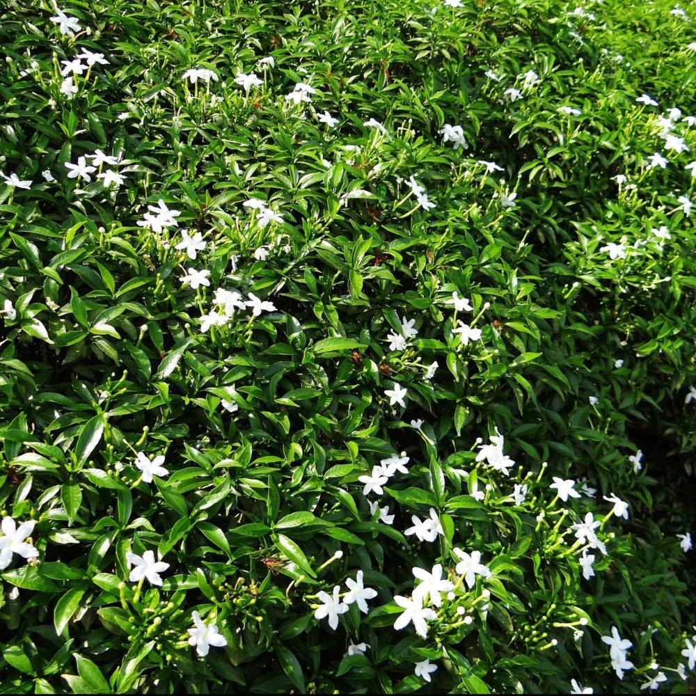 Jasmin étoilé - Trachelospermum - Image 6