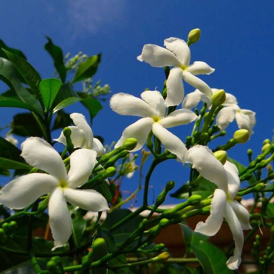 Jasmin étoilé - Trachelospermum - Image 1