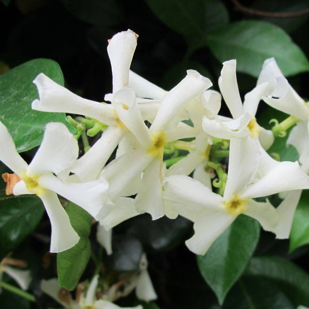 Jasmin étoilé - Trachelospermum - Image 3