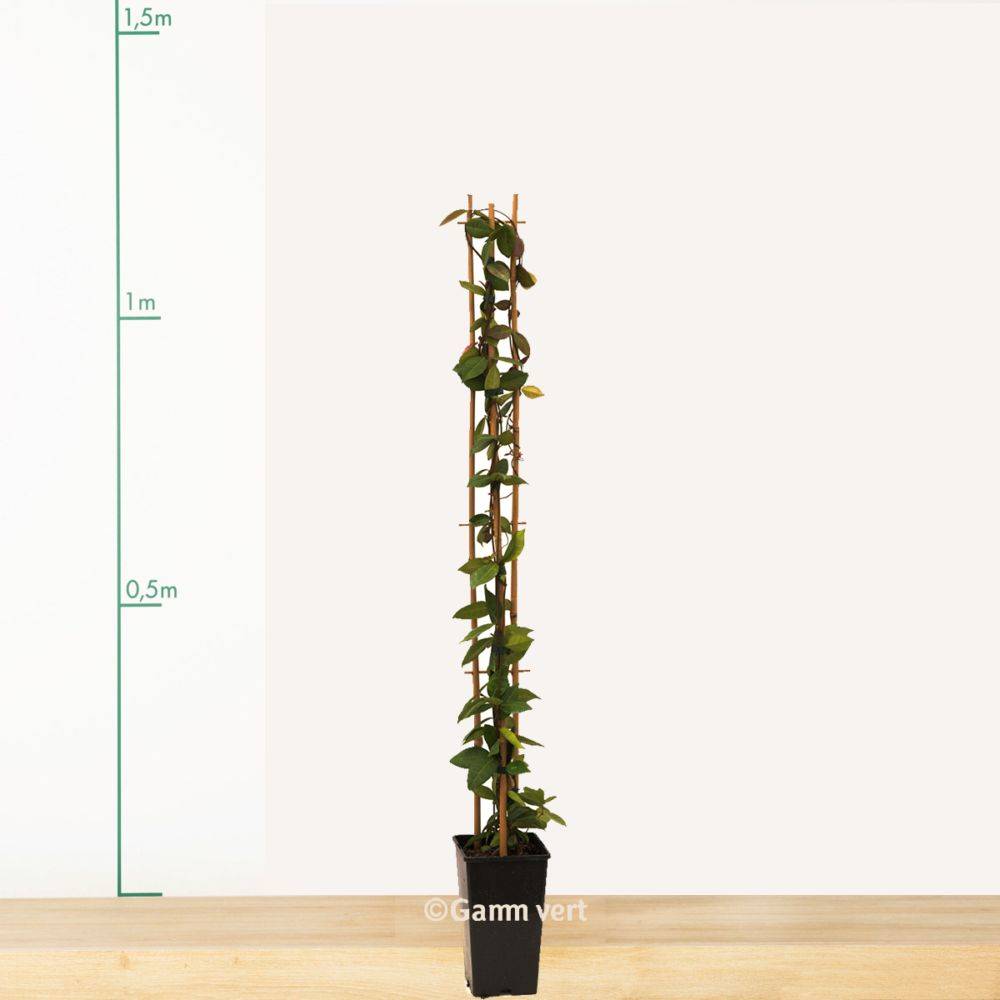 Jasmin étoilé - Trachelospermum - Image 7