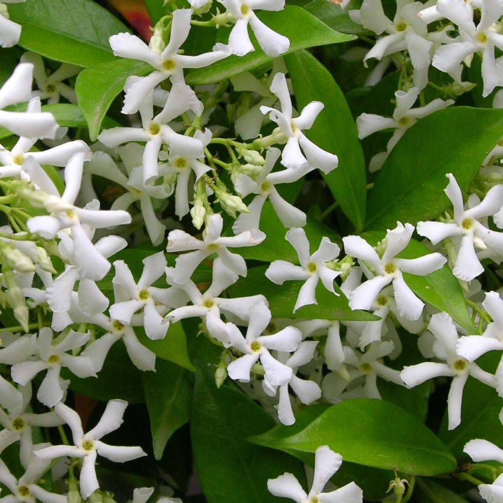Jasmin étoilé - Trachelospermum - Image 5