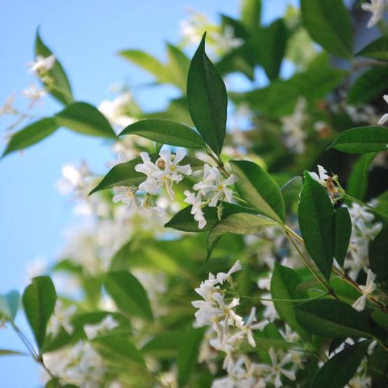 Jasmin étoilé - Trachelospermum - Image 2