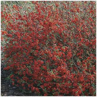Cognassier du Japon Red Joy