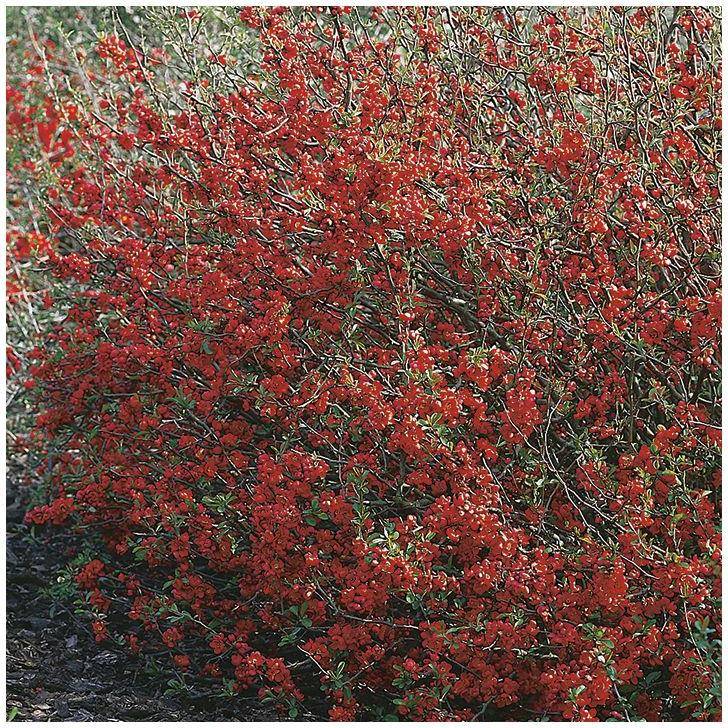 Cognassier du Japon Red Joy - Image 1
