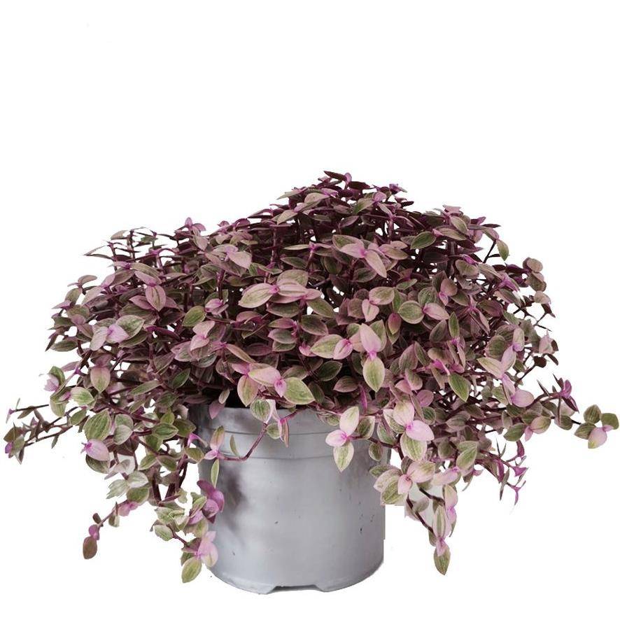 Tradescantia callisia rosea - Image 2