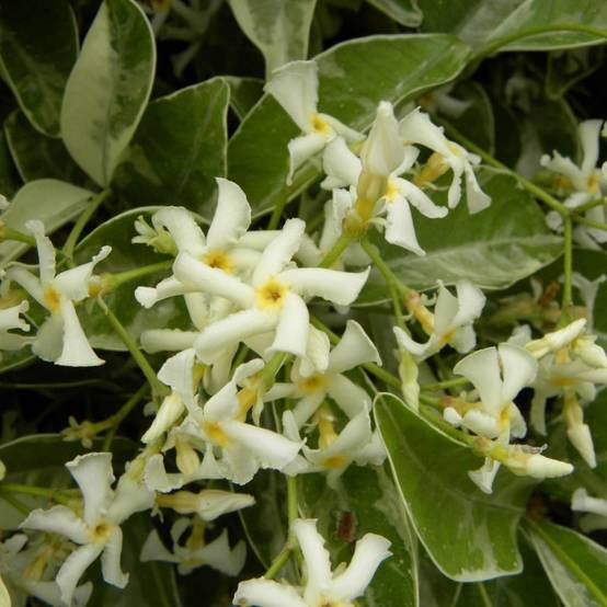 Jasmin étoilé panaché - Image 2