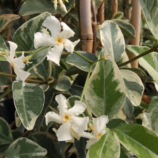 Jasmin étoilé panaché