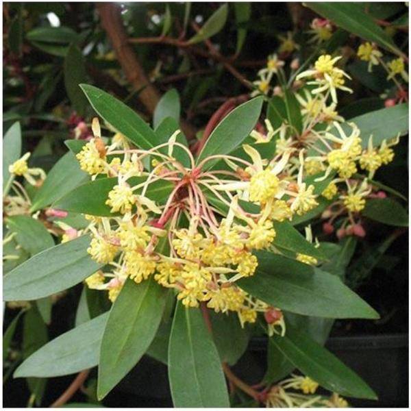 Drymis aromatica - Image 1