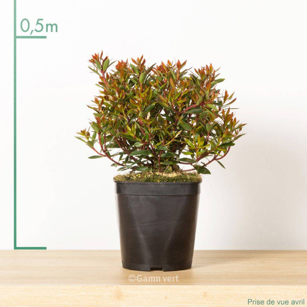 Drymis aromatica - Image 2