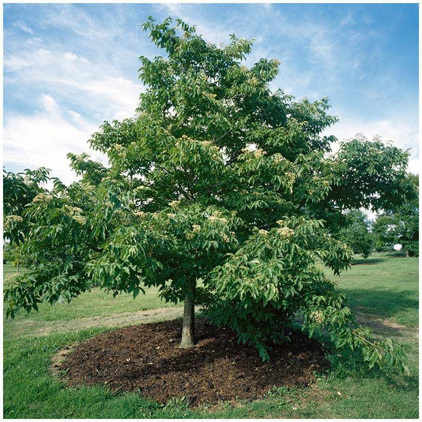 Arbre à miel - Image 1