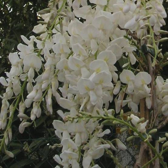 Glycine de Chine blanche 'Alba'