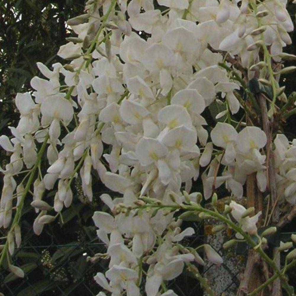 Glycine de Chine blanche 'Alba'