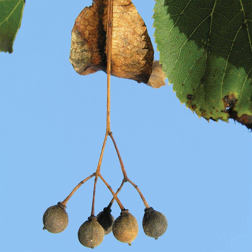 Tilleul à tisane - Image 3