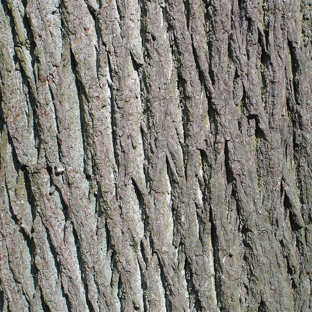 Tilleul à tisane - Image 6