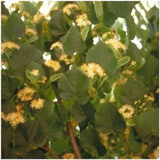 Tilleul à tisane - Image 8