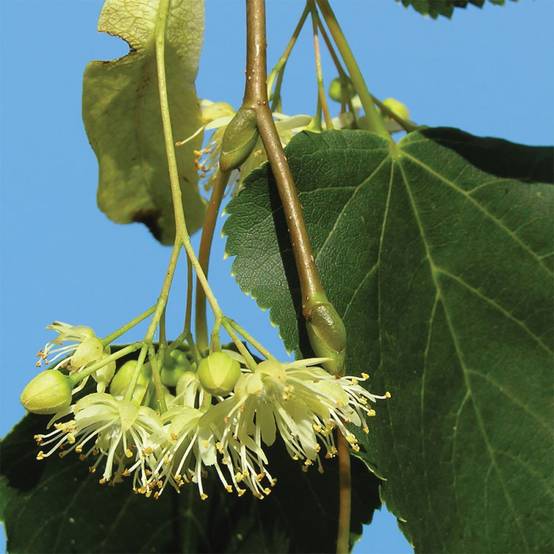 Tilleul à tisane - Image 1