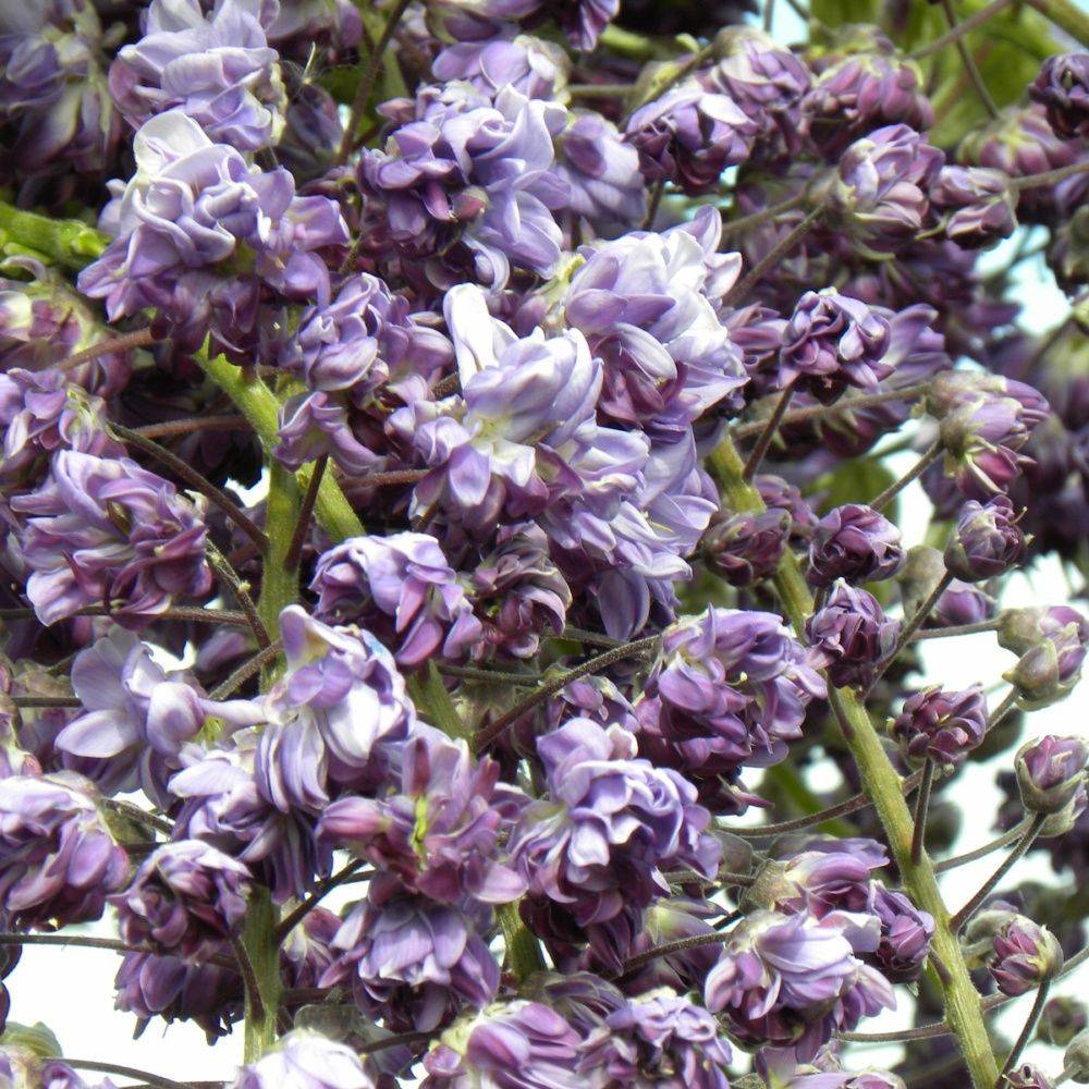 Glycine du Japon 'Violacea Plena' - Image 2