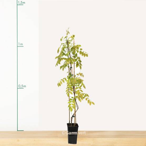 Glycine du Japon 'Violacea Plena' - Image 1