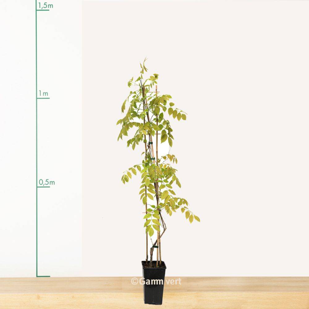 Glycine du Japon 'Violacea Plena'
