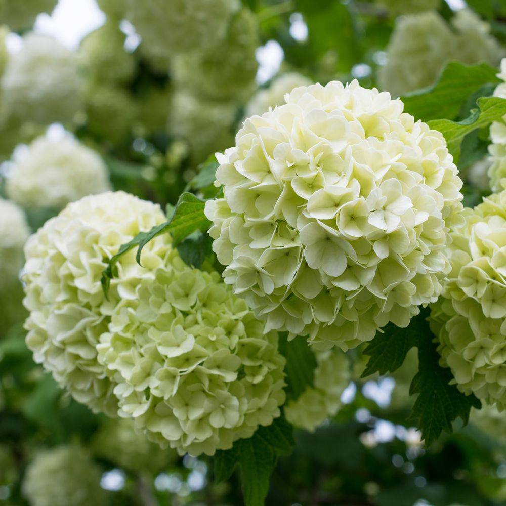 Viorne ou Viburnum Boule de neige 'Roseum' - Image 1