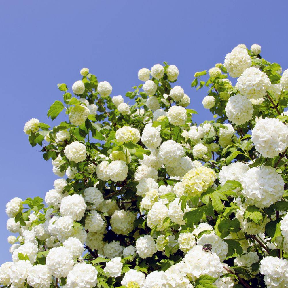 Viorne ou Viburnum Boule de neige 'Roseum' - Image 4