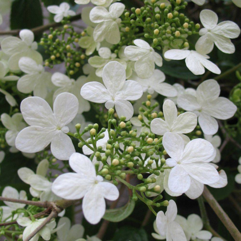 Viorne de chine 'Sum snow flake'