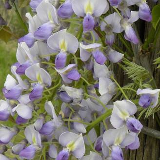 Glycine de Chine 'Caroline'