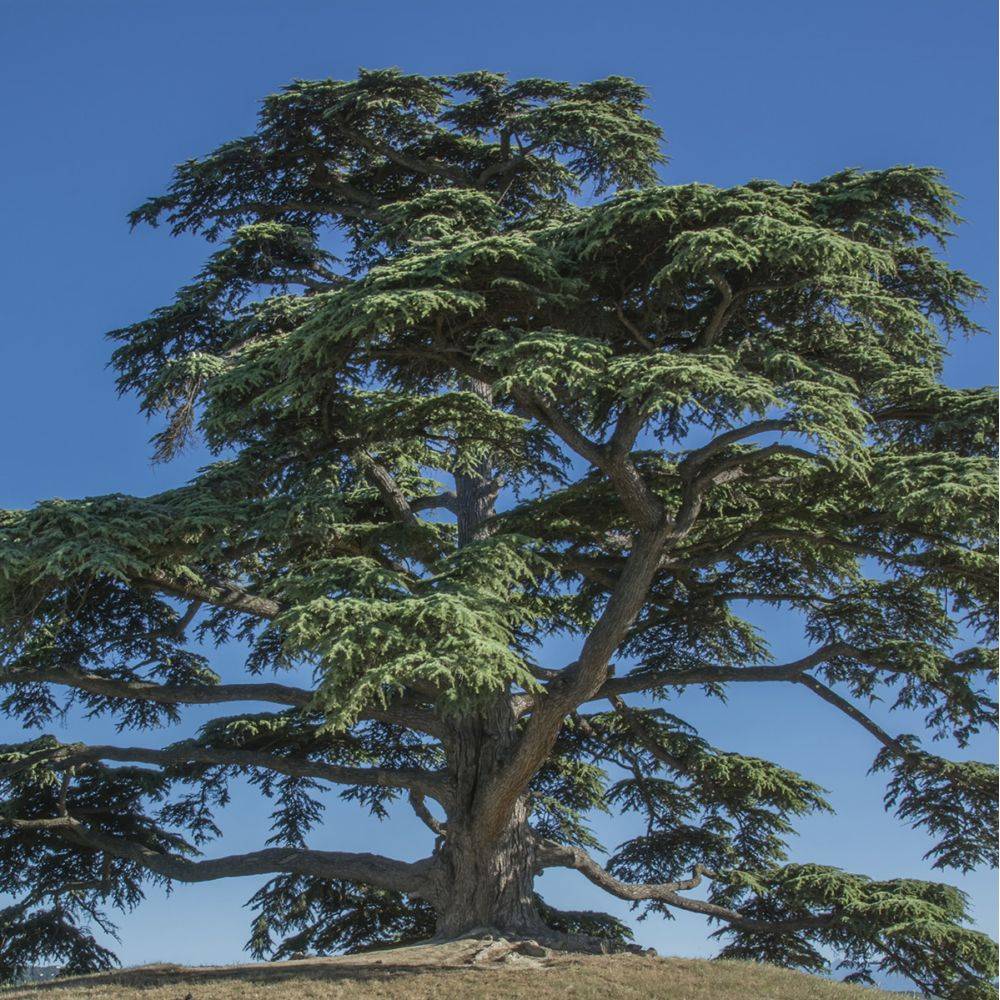 Cèdre du Liban - Image 1