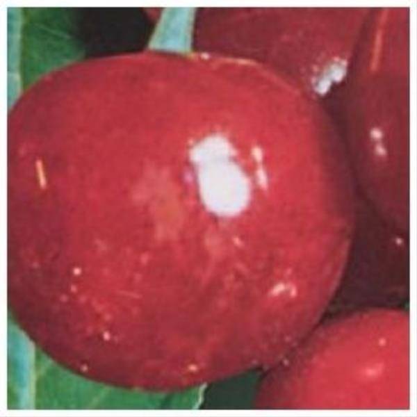 Cerisier autofertile 'Belle Magnifique' : taille en gobelet - Image 1