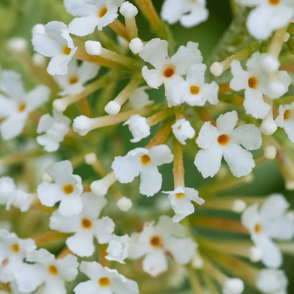 Arbre aux papillons nain Snow White - Buddleia nain - Image 2