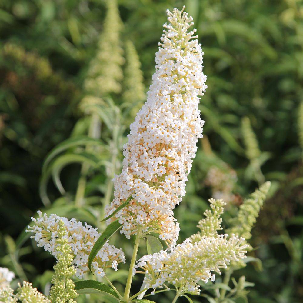 Arbre aux papillons nain Snow White - Buddleia nain - Image 1