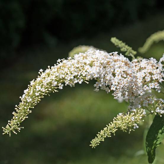 Arbre aux papillons nain Snow White - Buddleia nain - Image 3