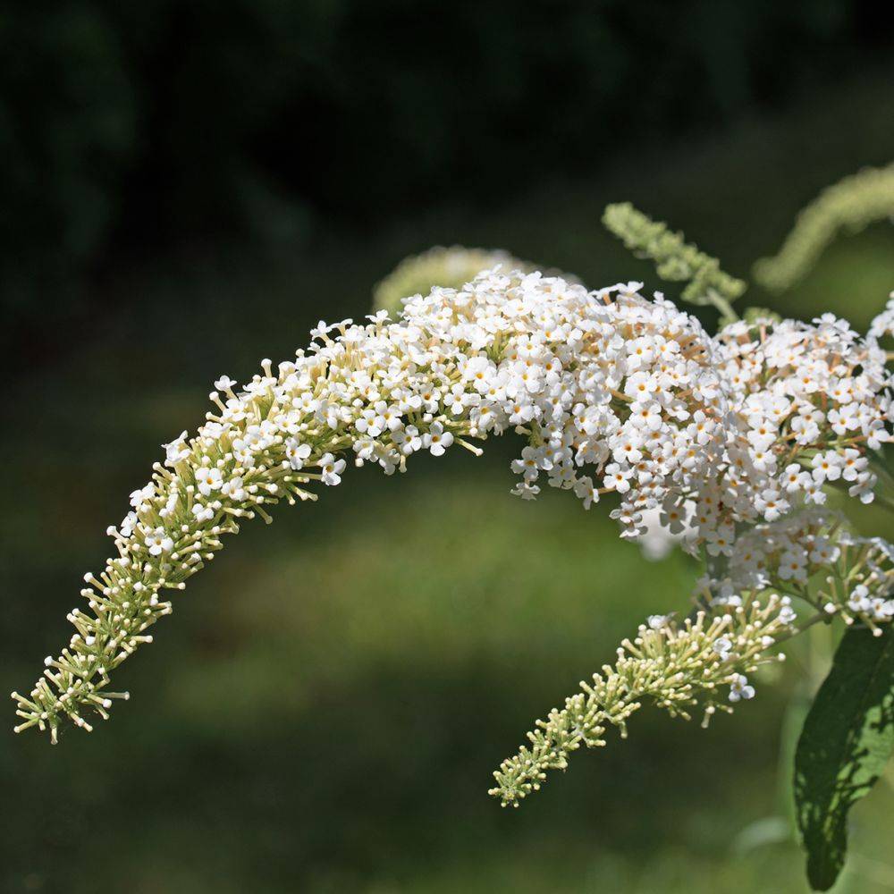 Arbre aux papillons nain Snow White - Buddleia nain - Image 3