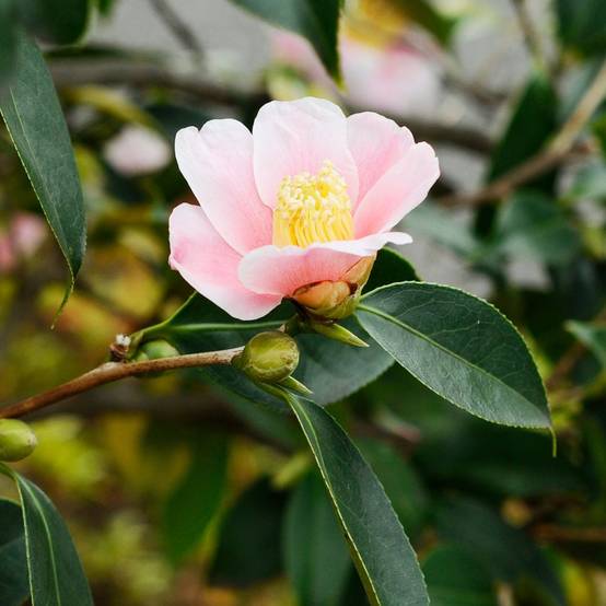 Camélia champêtre Fairy Blush - Image 2