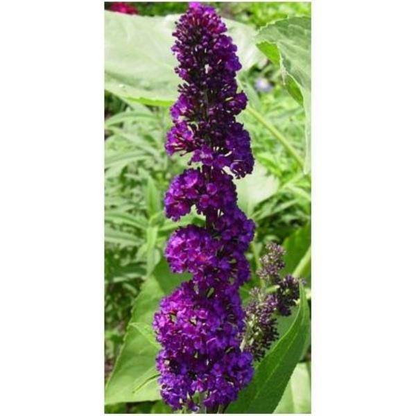 Arbre aux papillons 'Black Knight'