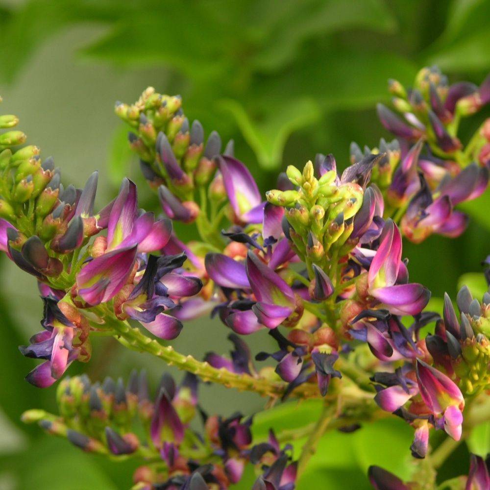 Milletia
