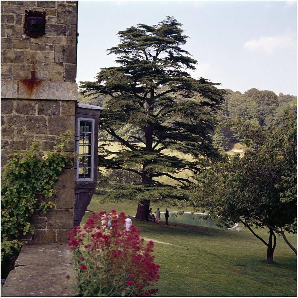 Cèdre du Liban - Image 1