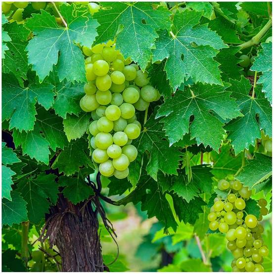 Vigne sans pépins 'Perlette' - Image 2