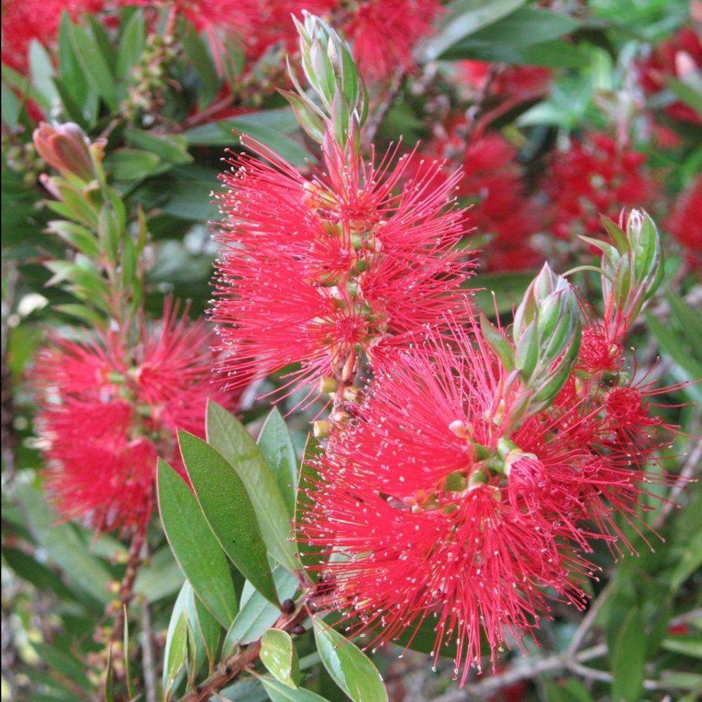 Callistemon Rince-bouteille laevis