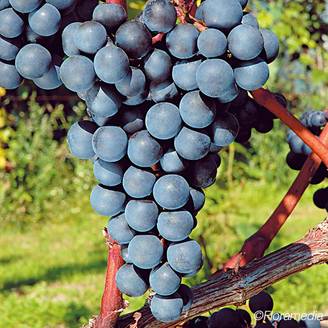 Vigne Alvina zpd3